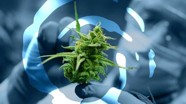 Cannaponics targets ASX debut as it scales Collie medicinal cannabis ops