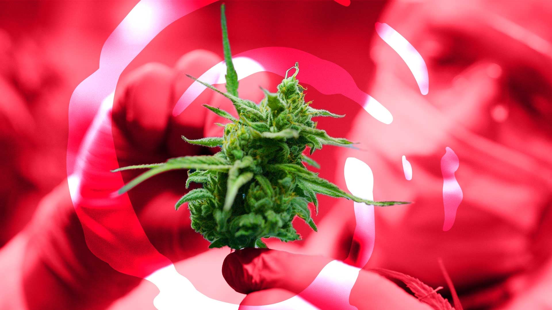 Little Green Pharma to acquire Cannatrek